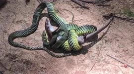 Chilling scene shows snake coiled around lizard