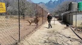 Friendly male lion enjoys playing with cute pet dog in South Africa