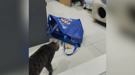 Cat slips off smooth tiled-floor while sneaking up on kitten in bag