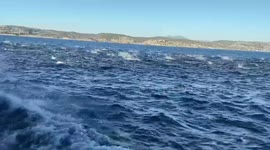 Thousands of dolphins stampede next to boat in Newport Beach, California