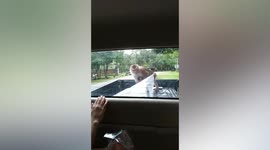 Hungry mother monkey climbs on pickup truck to look for food in Thailand