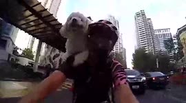 Pet ShihPoo sits on cyclist's shoulders while riding bike