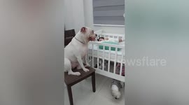 Protective dog watches over infant in the Philippines