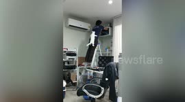 Curious pet cat climbs owner's back to check out what is doing