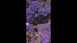 Jacaranda mimosifolia in full bloom, Kunming, China