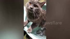 Fluffy grey cat enjoys taking dip in water basin in Indonesia