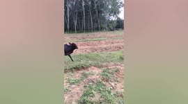 Smart pig appears to take a cow for a walk on Thai farm