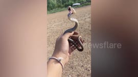 Ferocious little radiated rat snake tries to bite man