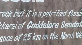 A rare fossilised woods turned into stones in South India.