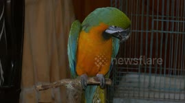 Animal lover in Gaza keeps dozens of exotic animals in mini zoo inside his home