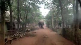 Locals parade behind lone elephant to chase it away in eastern India