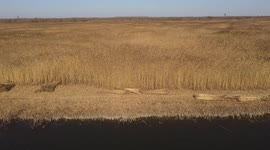 Footage Of Villagers Harvesting Reeds In Zibo, Shandong, China