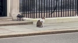Larry the Number 10 Downing Street cat poses for the news cameras