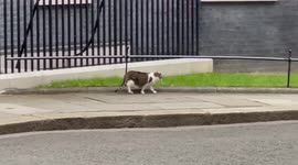Chief mouser Larry the Number 10 Downing Street Cat goes for a walk