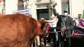 Farmers and ranchers protest against milk prices in Madrid, Spain