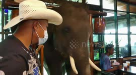 Elephants dance and perform tricks for customers while they eat in restaurant in Thailand