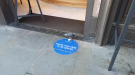 Pigeons Sneak Into Ice Cream Store