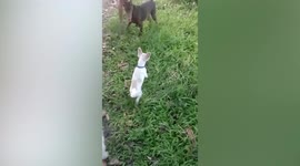 Gutsy pooch barks at larger dog from afar but runs in fear when taken close