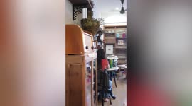 Lazy cat lays spread-eagles lying on cafe floor