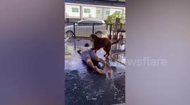 Pet Golden Retriever and owner slip and slide together on wet garage floor