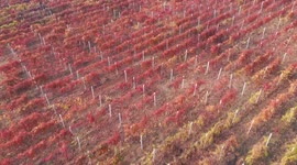 Drone Footage Of Colorful Grape Leaves In Zaozhuang, China