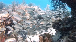 Marine Life at The Rock Pile