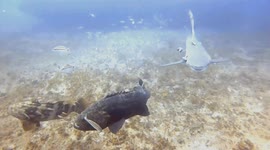 Lemon Shark Close Up