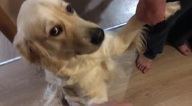 Cutest retriever ever sitting upright and giving its paws to hold while waiting for food delivery