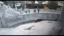 Terrifying moment mother drops toddler into bear enclosure in Uzbekistan