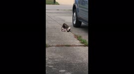 Cat needs some privacy! She turns her back on me, but not before she gives me a dirty look!