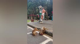 Wild monkey chases away British tourist exercising in park in Thailand