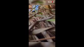 'Thrill-seeker catches cute baby alligator during herping adventure '