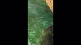 'Giant saltwater crocodile jumps INSANELY HIGH to snatch its food 
'