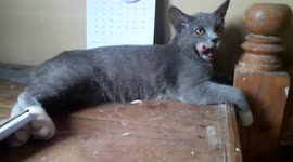 A cute seven month old British shorthair in the Philippines.