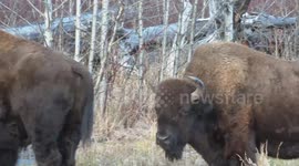 Threatened Wild Wood Bison in Yukon, Canada
