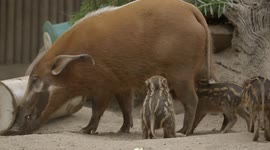 Adorable footage shows red river hog piglets exploring a brand new world