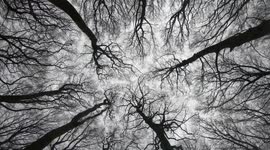 Spinning treetops with the sound of the dawn chorus