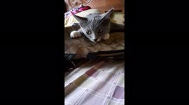 This cute 4 month old British shorthair doesnt want to give my bag. She love the texture and doenst want to let it go. Very cute and adorable eyes