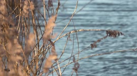 Relaxing british wildlife in slow motion on a cold and windy day, Derbyshire UK