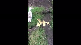 Cute baby ducklings following their mum