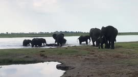 Once in a lifetime Experience in the Chobe Naty Park Botswana