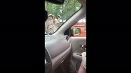 Zebra taking a bucket of food from my husband