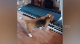 Pet beagle runs on treadmill while its lazy friend sleeps on sofa