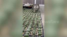 Unfazed pet cat walks on bed of prickly cacti