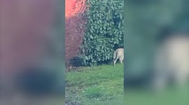 McDonald’s customers spot a 4ft cat prowling for food