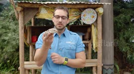 How the Crafty Blue Tongued Skink Fools Predators