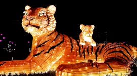 Thousands of lanterns illuminate Chinese city to welcome the Year of the Tiger