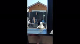 Cheeky cockatoo seen tapping at kitchen window asking to be let in
