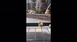 Caique bird walks outside en come into the house!! And says hi