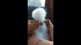 Nieuwe naakthals kip mee naar huis in de auto! Op weg naar dr forever home